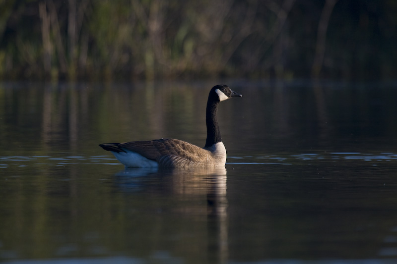 Canadian Goose